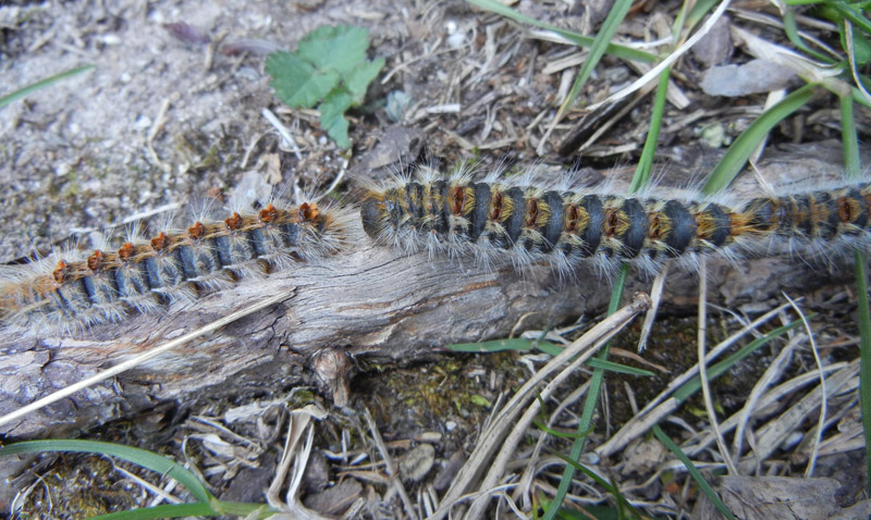 Processionaria del pino.....Thaumetopoea pityocampa (TN)